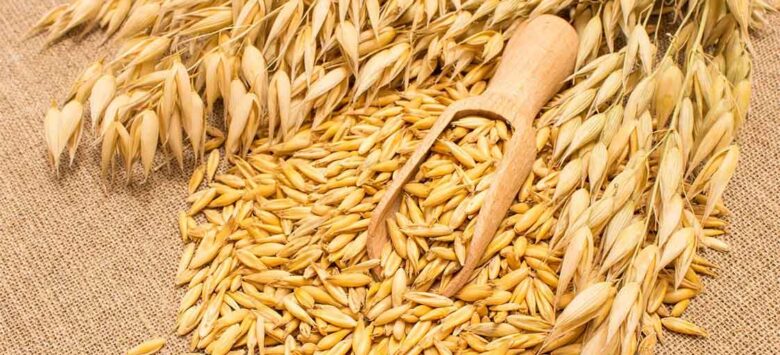 Yến Mạch Nguyên Chất Có Giảm Cân Không? Câu Trả Lời Từ Chuyên Gia