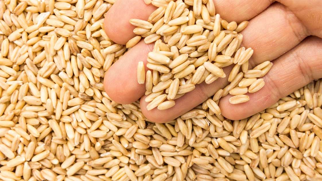 Hạt yến mạch nguyên chất chưa qua chế biến, màu vàng nâu tự nhiên