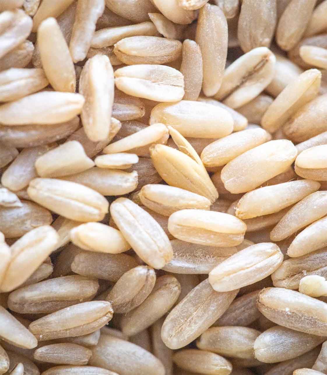 Cận cảnh hạt yến mạch nguyên hạt chưa qua chế biến